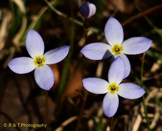 {Houstonia caerulea}